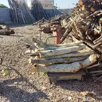 دستگیری عامل قطع درختان چنار پارک جنگلی یاسوج