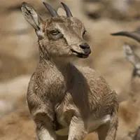 توضیح محیط‌زیست تفت درباره مشاهده بزهای وحشی در شهر