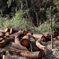 انهدام گروه سازمان‌یافته قاچاق چوب آلات جنگلی در شهرستان نور