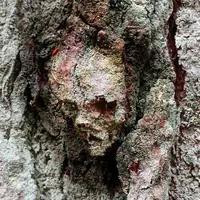 4 گوشه دنیا/ 30 موجود ترسناک و چندش‌آور که نمی‌توانید از آن‌ها چشم بردارید