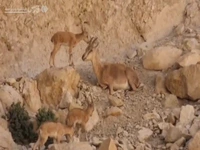 سه‌قلو زایی بز وحشی در خائیز کهگیلویه 