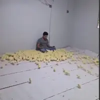 جذبِ حداکثری جوجه ها با صداسازی