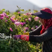 برداشت گل محمدی از گلستان‌های آذربایجان‌غربی آغاز شد