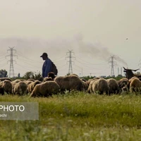 طبیعت میانکاله در اسارت فنس؛ تلاش برای احیای «حفاظت»