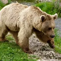تصاویری از خرس قهوه‌ای در ارتفاعات جنگل‌های هیرکانی