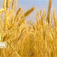 ۱۶ مرکز استان مرکزی، آماده خرید گندم کشاورزان