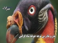  روشی خلاقانه برای غذا خوردن جوجه شاه کرکس