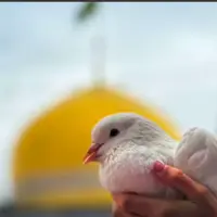 آرام ترین جای دنیا می‌تواند همین جا باشد!  