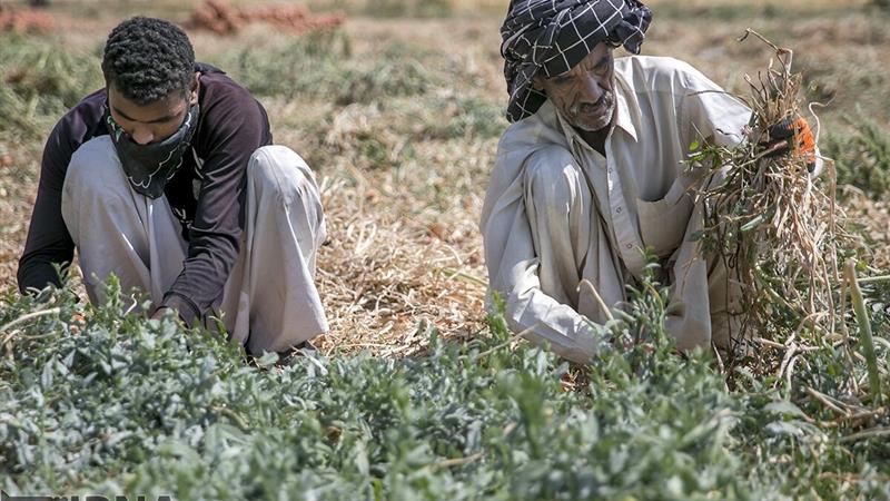 فعالیت اتباع غیرمجاز در بخش کشاورزی قزوین ممنوع است