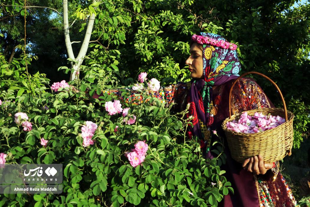 عکس/ فارس مدهوش از عطر گل و گلاب