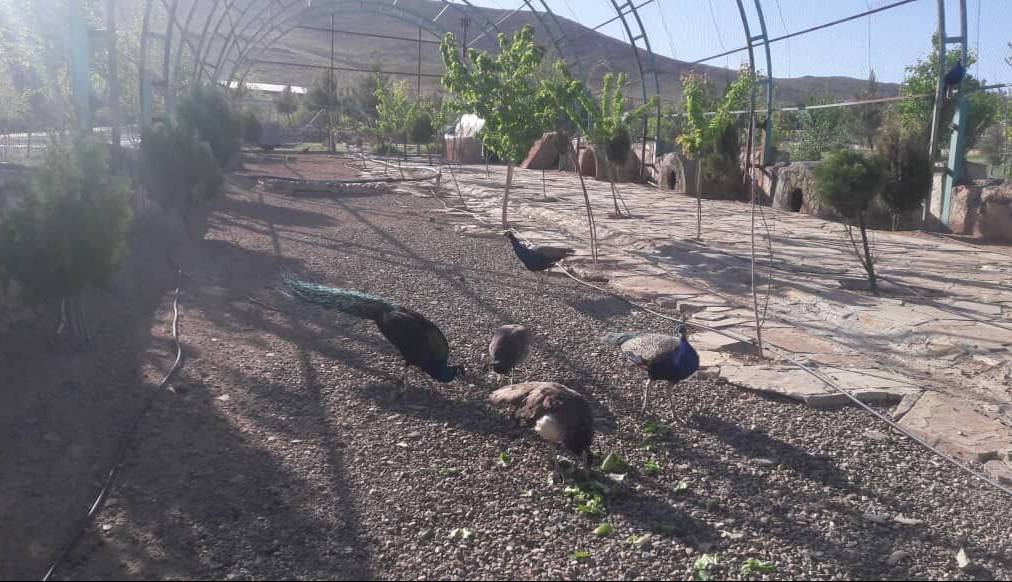 کشف پنج «طاووس» خارجی قاچاق در هرمزگان