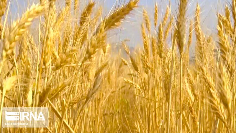 ۱۶ مرکز استان مرکزی، آماده خرید گندم کشاورزان
