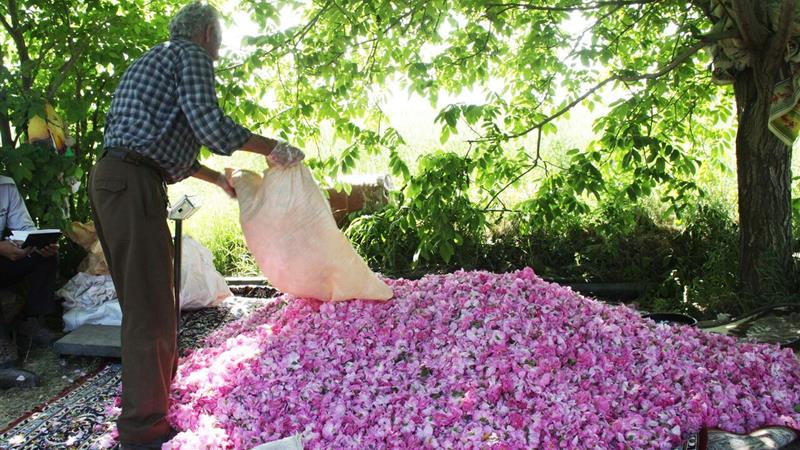 برداشت گل محمدی از مزارع بروجرد آغاز شد