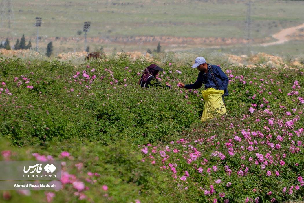 عکس/ فارس مدهوش از عطر گل و گلاب