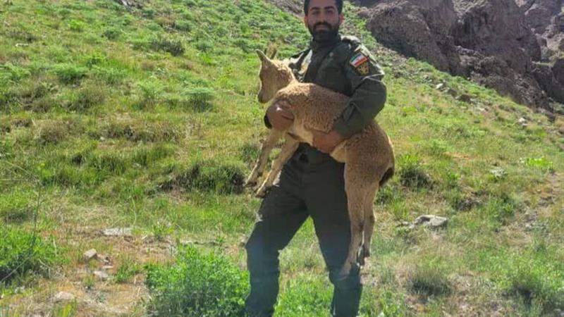 بزغاله وحشی به زیستگاه خود در طالقان بازگشت