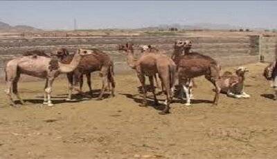 تولید سالانه بیش از ۲ هزار تن گوشت شتر در سیستان و بلوچستان