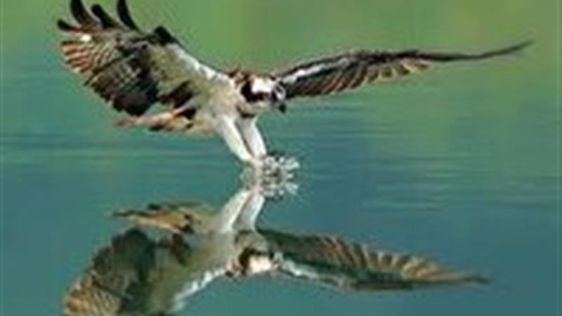 ثبت رفتار تغذیهای عقاب ماهیگیر در تالاب بینالمللی چغاخور در چهارمحال و بختیاری
