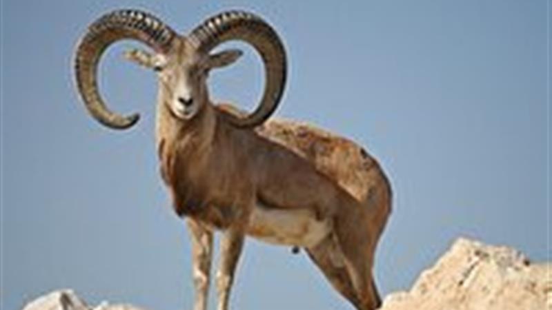 کشف لاشه یک رأس قوچ وحشی در شهرستان سربیشه