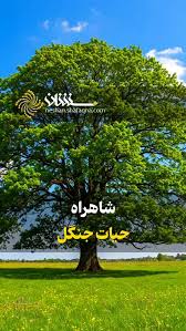 شاهراه حیات جنگل