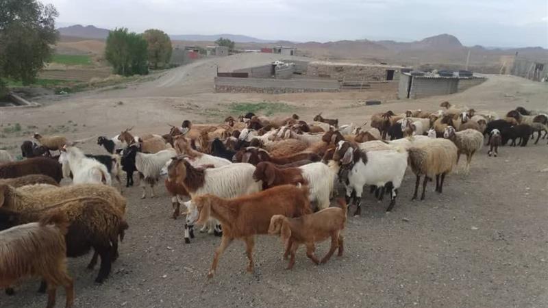 تامین ۱۷.۸ درصد گوشت دام سبک استان سمنان توسط بهره برداران شاهرودی
