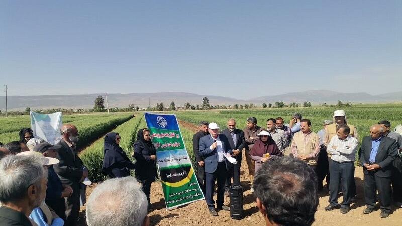 انتقال آخرین دستاوردهای تحقیقاتی به کشاورزان کرمانشاهی در مراسم روز مزرعه