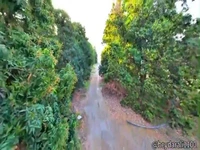 باغات انبه رودان