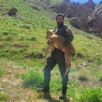 بزغاله وحشی به زیستگاه خود در طالقان بازگشت