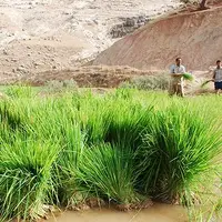 کشت برنج در حوضه‌های آبی خوزستان ممنوع شد
