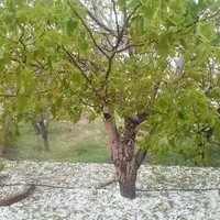 هشدار بارش تگرگ در شهرهای شمالی و شرقی آذربایجان‌شرقی