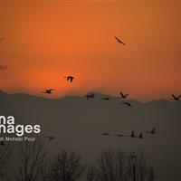 ایلام آشیانه امن پرندگان مهاجر