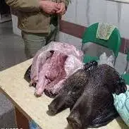 انهدام باند قاچاق گوشت گراز در دماوند