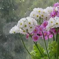 پیش‌بینی بارش باران و کاهش دما در گیلان