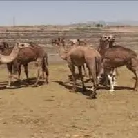 تولید سالانه بیش از ۲ هزار تن گوشت شتر در سیستان و بلوچستان