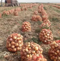 اشکِ پیازِ دزفول