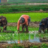 برنج‌کاری دیگر نمی‌صرفد