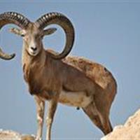 کشف لاشه یک راس قوچ وحشی در شهرستان سربیشه