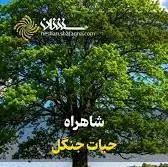  شاهراه حیات جنگل