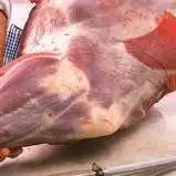 مرکز غیرمجاز فرآوری گوشت گراز وحشی توقیف شد