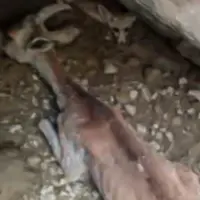 جوانان هرمزگانی باز هم ناجی میش وحشی شدند
