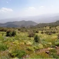 سه گونه گیاه دارویی در گچساران در معرض انقراض است