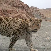 حمله ۲ پلنگ به گوسفندان یک زن روستایی در بیارجمند