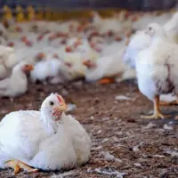 مرغ‌های تخم‌گذار به بحران خوردند