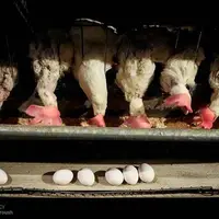 قیمت ۴ قلم کالای اساسی تعیین شد  