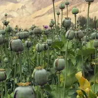 درخواست یک نماینده مجلس برای صدور مجوز کشت خشخاش/سپهوند: به ۶۰۰ تن تریاک نیاز داریم
