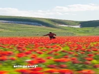 تصاویری زیبا از یک دشت بهاری در قزاقستان