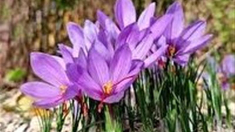 تسهیلات ویژه برای دریافت پروانه استاندارد واحدهای تولیدی زعفران