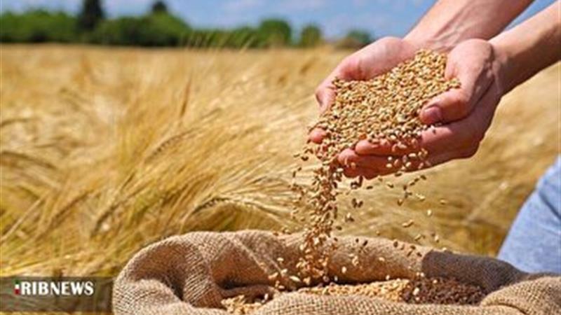 آغاز خرید تضمینی گندم در لرستان