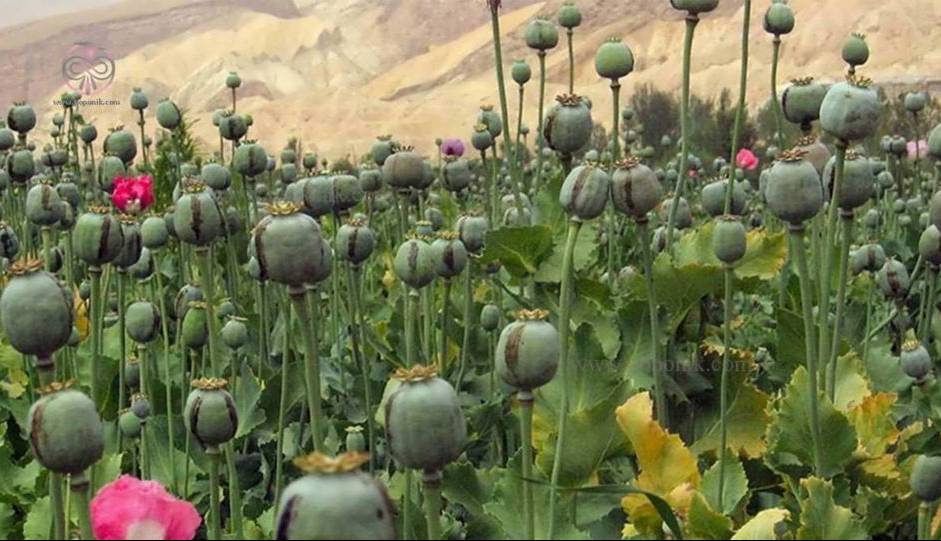 درخواست یک نماینده مجلس برای صدور مجوز کشت خشخاش/سپهوند: به ۶۰۰ تن تریاک نیاز داریم
