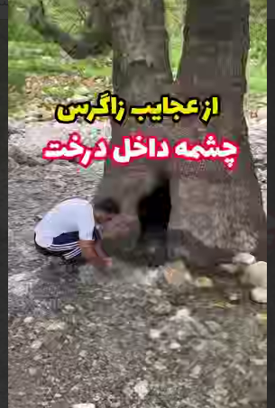 چشمه ای داخل درخت؛ از عجایب زاگرس