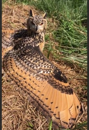 بال زیبا و منقش یک جغد